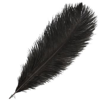Plume d'autruche noire - H +/- 15 à 20 cm