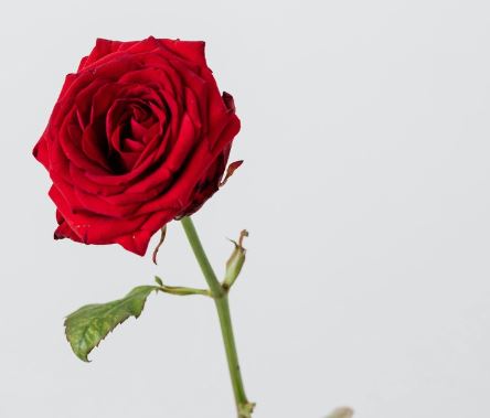 Rose rouge artificielle - L 20 cm