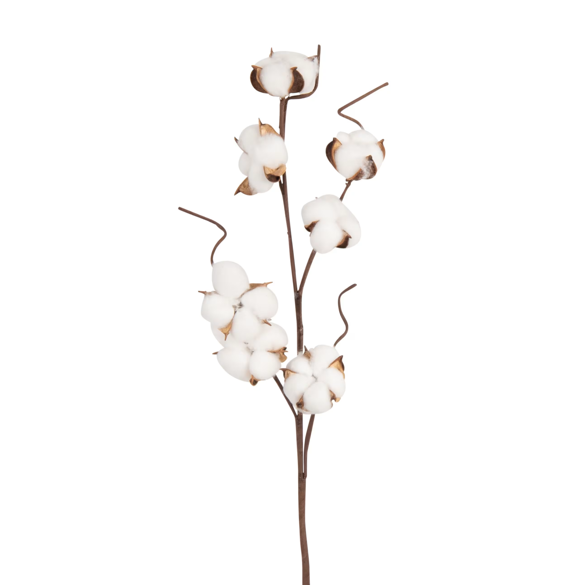 Fleurs de coton - L 50 cm